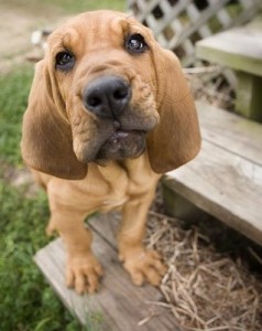 Bloodhound Puppy2
