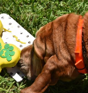 Suzie inspects her bone-shaped cake during her retirement party on June 1 at BSO’s Parkland district office.